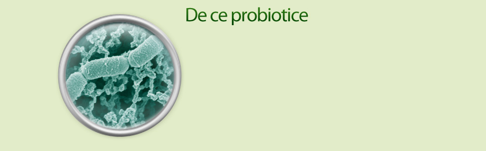 Probiotice, Prebiotice